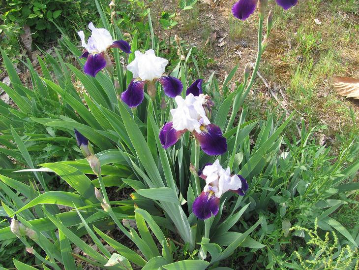 cultivar di Iris germanica